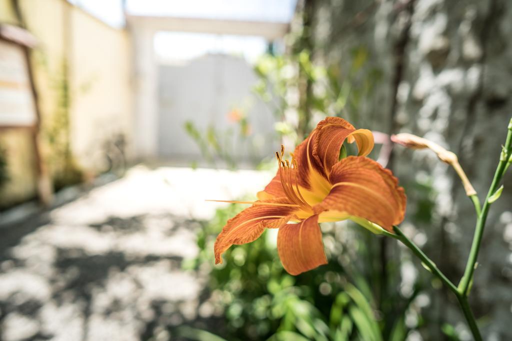 Eco Garten Guest House Shkoder Exterior photo